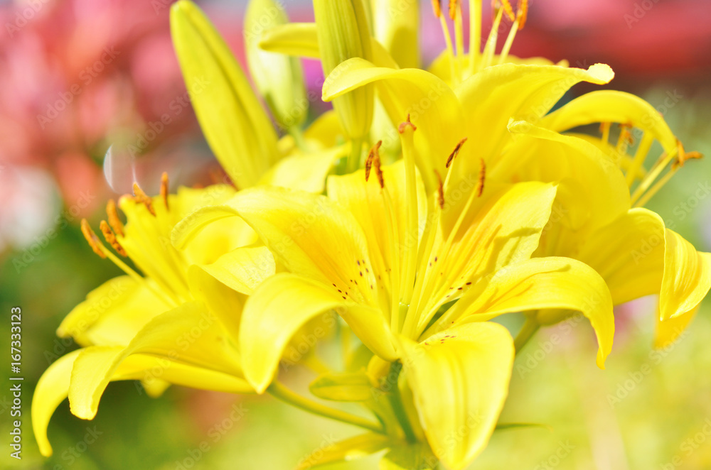 Flower background. lily at summer day flowers in the garden. Flower background. lily at summer day flowers in the garden.
