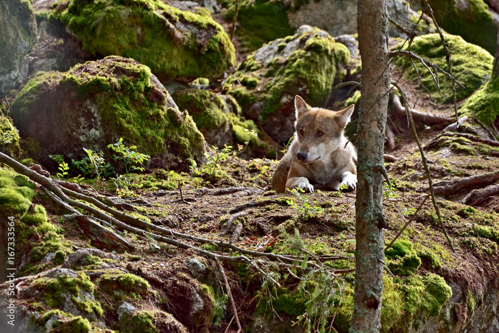 Wolf in the natural wildlife environment in the forest Wolf in the natural wildlife environment in the forest