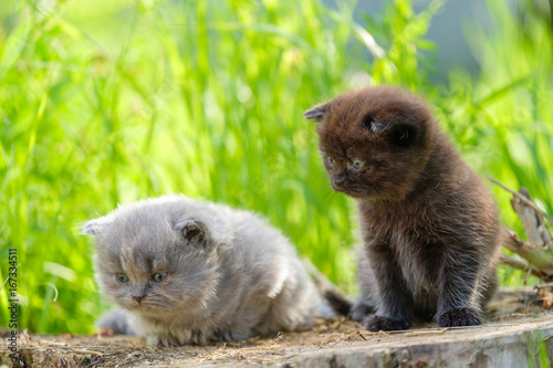Cute young british  kittens of grey and dark color play on the wild in grass