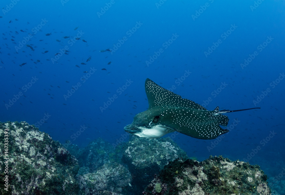 Fototapeta premium Black spotted eagle ray, Darwin Island, Galapagos Islands, Ecuador.