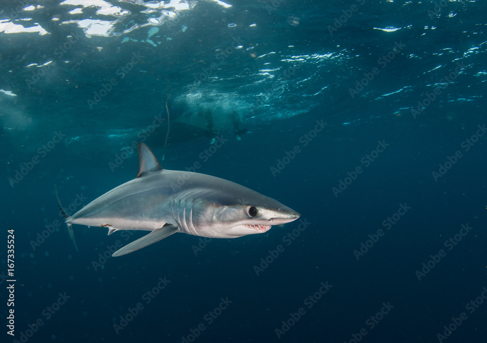 Short fin mako shark underwater view offshore from Cape Town, South Africa. Short fin mako shark underwater view offshore from Cape Town, South Africa.