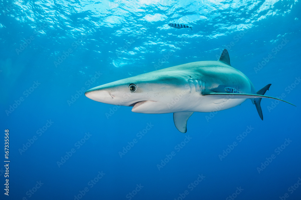Underwater view of a blue shark, The Azores, Portugal.
