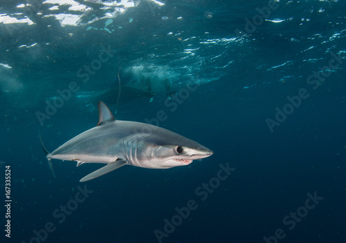 Short fin mako shark underwater view offshore from Cape Town, South Africa.