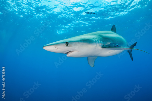 Underwater view of a blue shark  The Azores  Portugal.