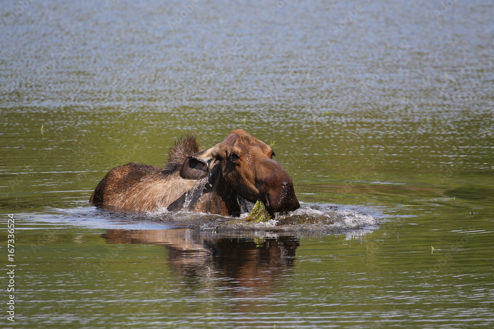 Moose swimming in Alaska, Chena Hot Springs Road Moose swimming in Alaska, Chena Hot Springs Road