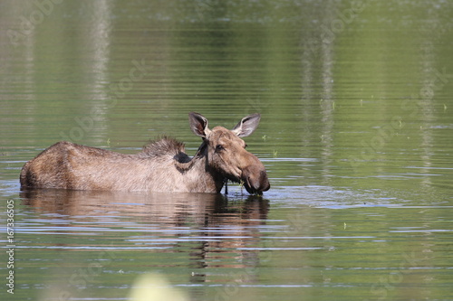 Moose swimming in Alaska  Chena Hot Springs Road