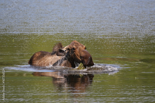 Moose swimming in Alaska, Chena Hot Springs Road