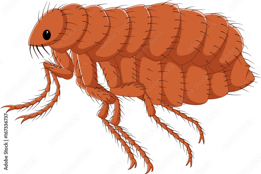 Obraz premium Cartoon flea isolated on white background