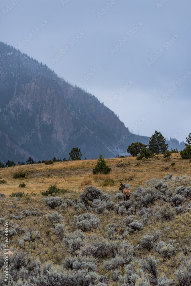 Lone Elk in Yellowstone
