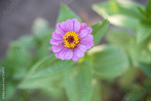 Beauty purple flower in the garden