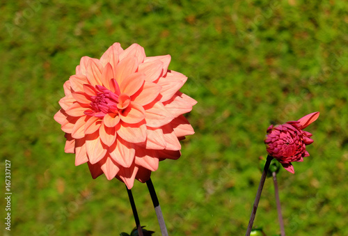 Dahlienblüte photo