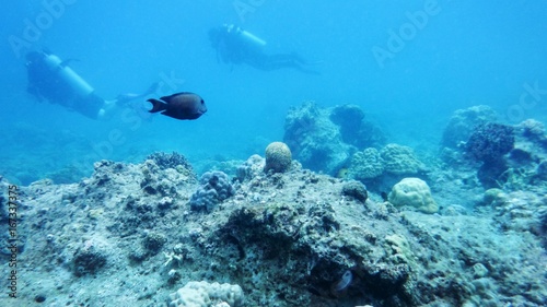 SouFish surgeon, divers, South China Seath China Sea, under water