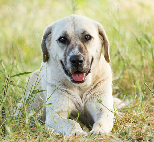 Portrait of a dog in the grass outdoors