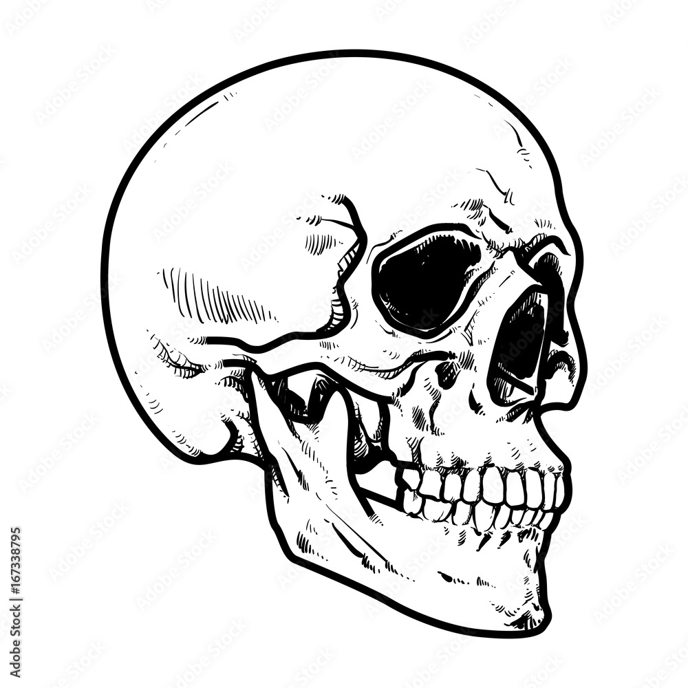 Fototapeta premium Skull Vector illustration, Collection Of Hand Drawn Skull, Hard Core Skull Vector Art