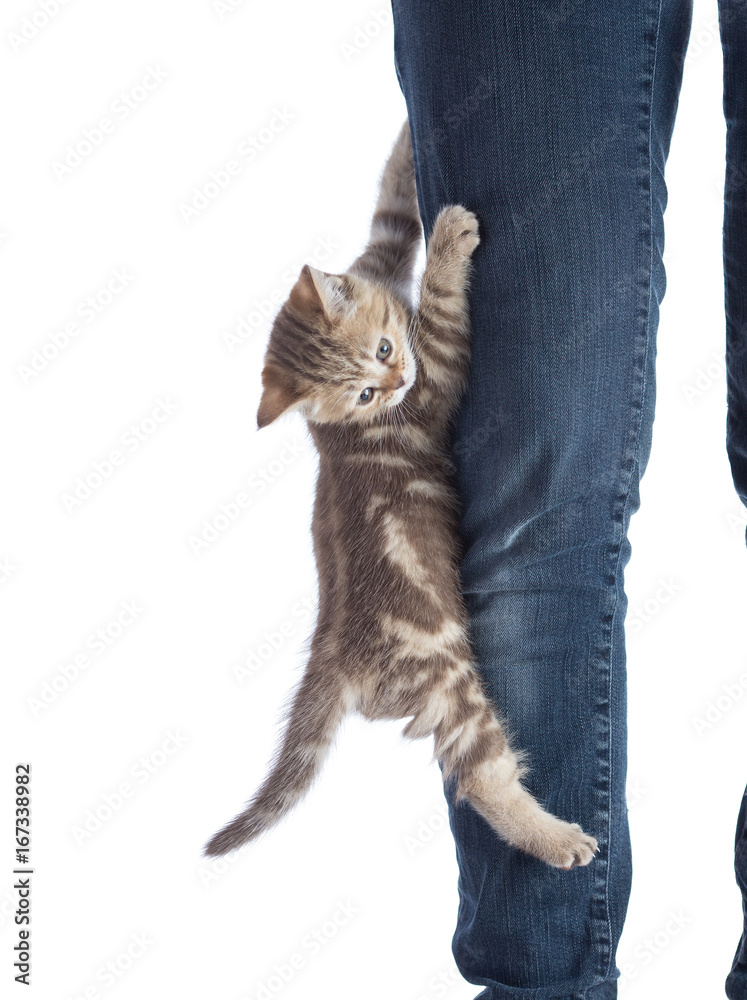 Cats With Human Legs