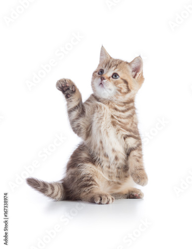 Kitten or cat standing with pointing paw isolated on white