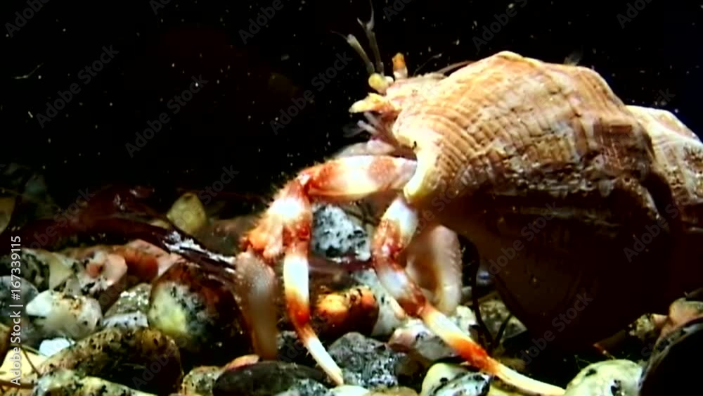 Cancer hermit crab drags shell underwater in search of food of White Sea. Unique dramaturgy pic macro video close up. Predators of marine life on background of pure clear clean water stones. Cancer hermit crab drags shell underwater in search of food of White Sea. Unique dramaturgy pic macro video close up. Predators of marine life on background of pure clear clean water stones.