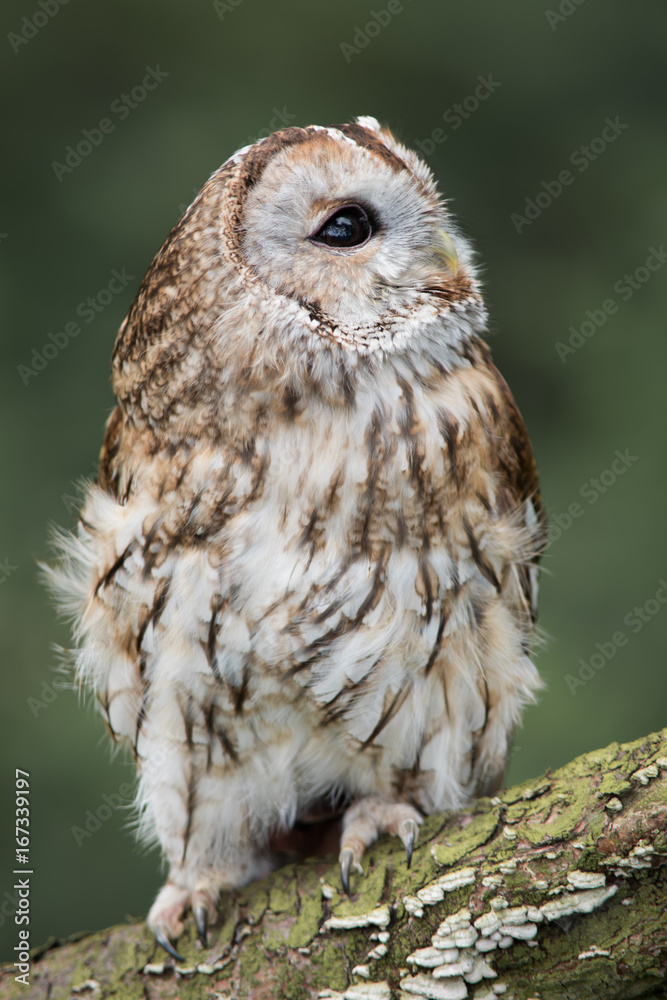 close up full length photograph of a tawny owl perched on a log and looking up towards the sky. Upright vertical format close up full length photograph of a tawny owl perched on a log and looking up towards the sky. Upright vertical format