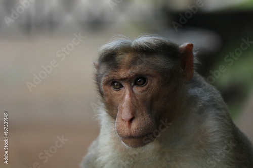Rhesusaffe, Makake Affe, Indien