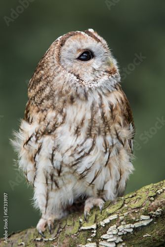 close up full length photograph of a tawny owl perched on a log and looking up towards the sky. Upright vertical format