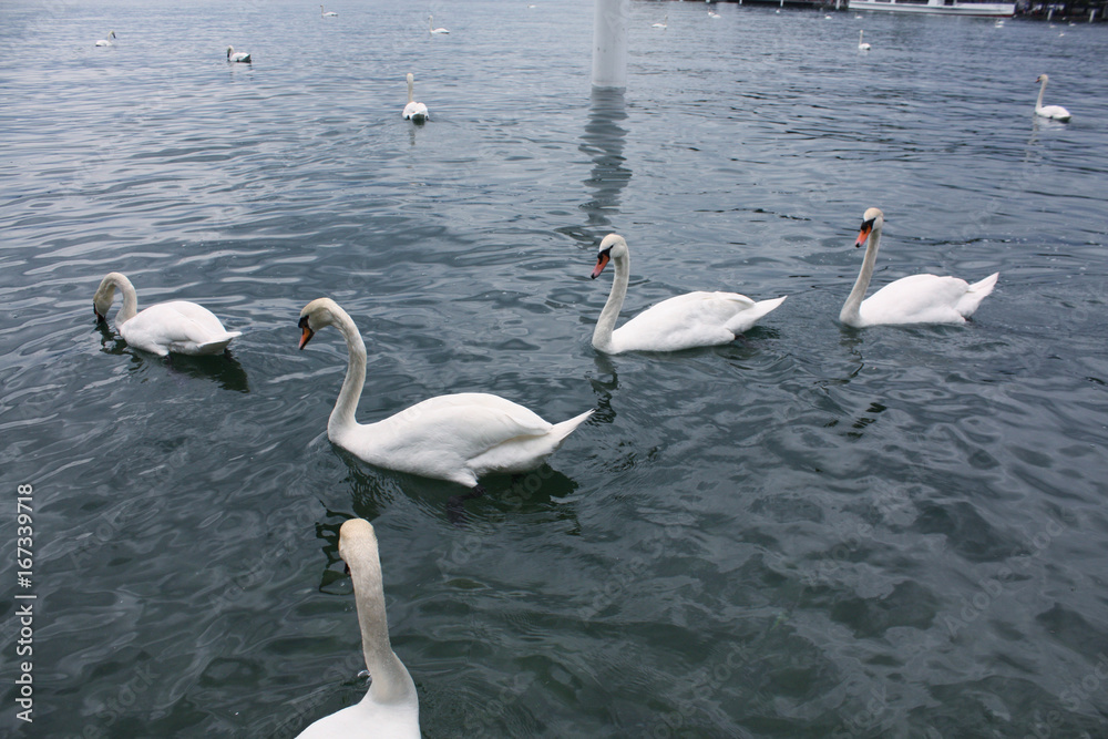 white swans