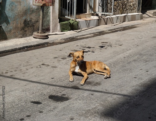 Straßenhund auf Kuba, Havanna, Karibik