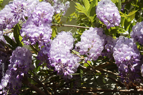 Wisteria Vine