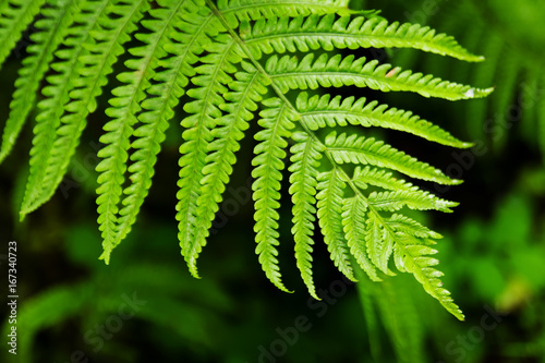 The top view on the green leaf of fern on a black-green background.