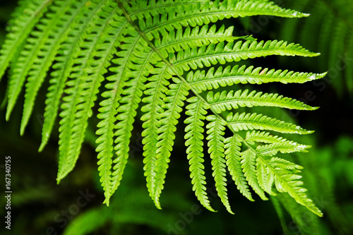 The top view on the green leaf of fern on a black-green background.