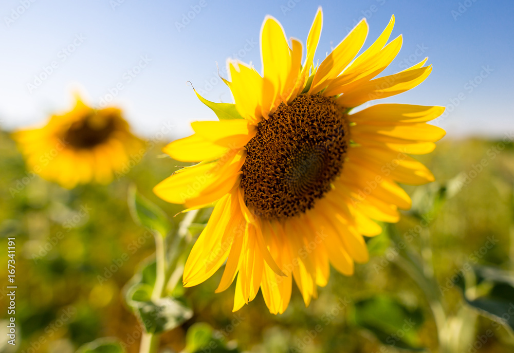 Sunflower flowers grow on nature