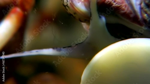 Sea marine snail close up underwater on seabed White Sea. Unique amazing beautiful exotic macro video. Marine life on background of pure clear clean water. photo