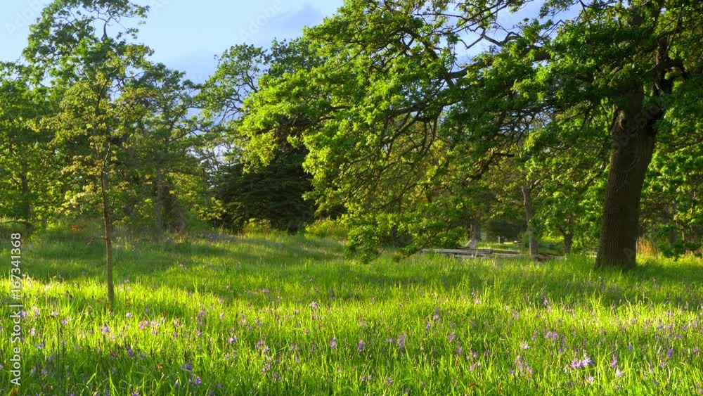Spring Time Grass Meadow Landscape Field, Green Lush Background Spring Time Grass Meadow Landscape Field, Green Lush Background