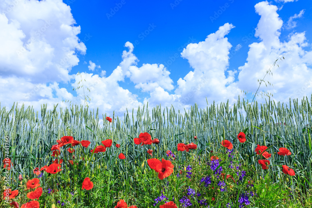 Green wheat in the field. Blue sky with cumulus clouds. Magic summertime landscape. The flowers of the June poppies around the field. Concept theme: Agriculture. Nature. Climate. Ecology.