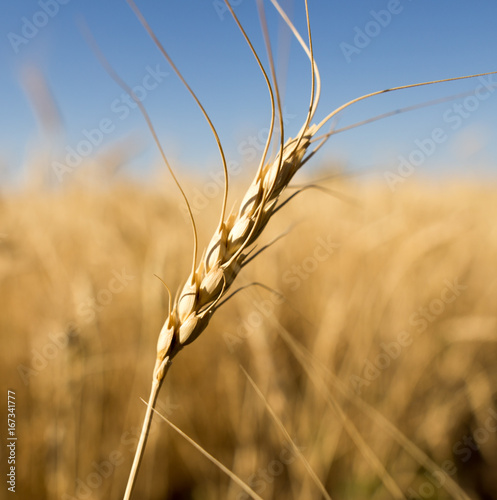 Yellow ears of wheat against the blue sky