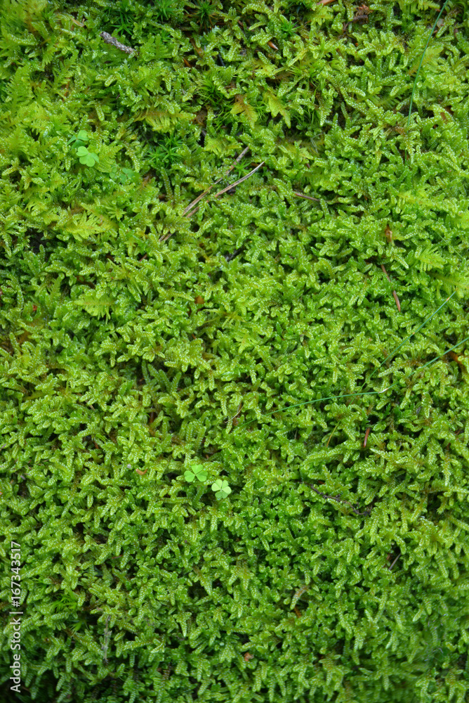 Forest litter Forest litter