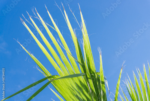 Palm leaf against a blue sky