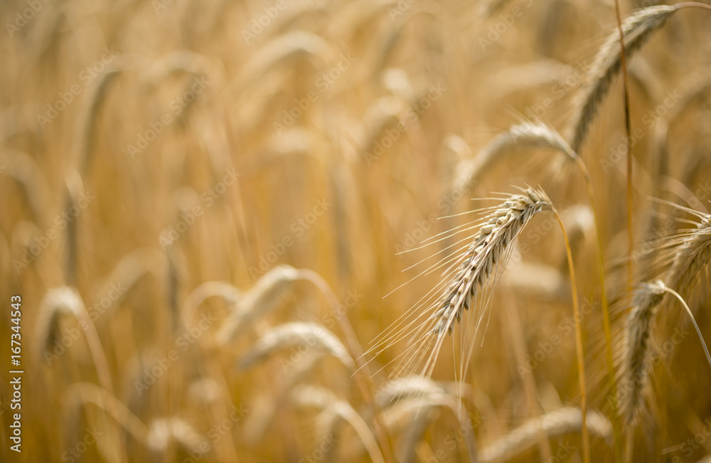 Italian golden wheat cultivation. Italian golden wheat cultivation.