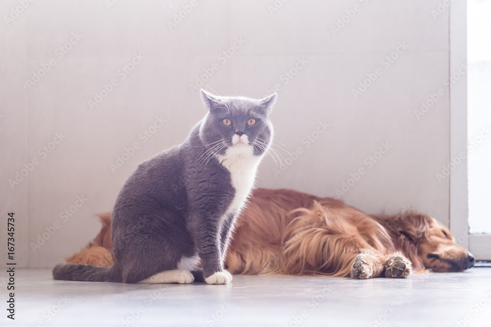 British shorthair cats and Golden Retriever
