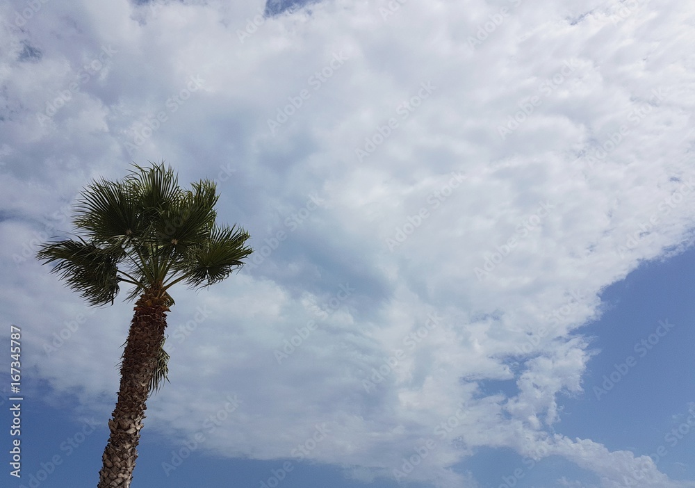 Obraz premium Palma