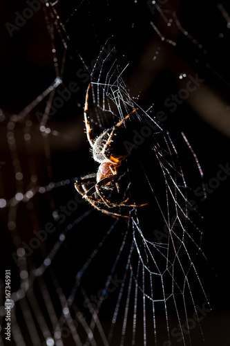 The spider sits on a web on the hunt