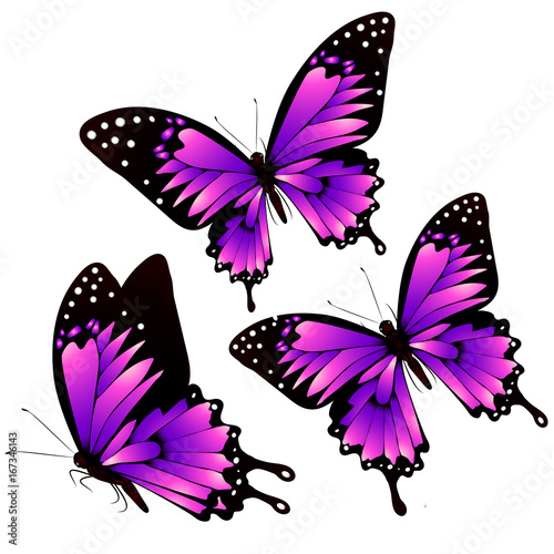 beautiful pink butterflies, isolated  on a white © aboard