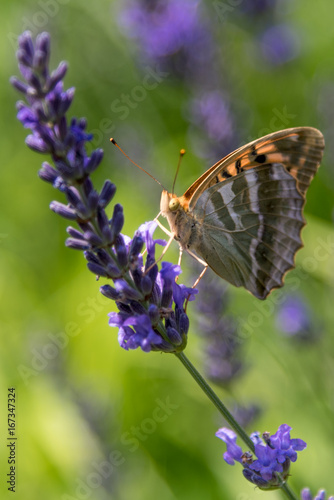 Orange butterfly on a purple blue lavender flower 