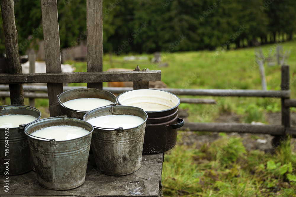 Whey in buckets on rural background. Making cheese in mountains Whey in buckets on rural background. Making cheese in mountains