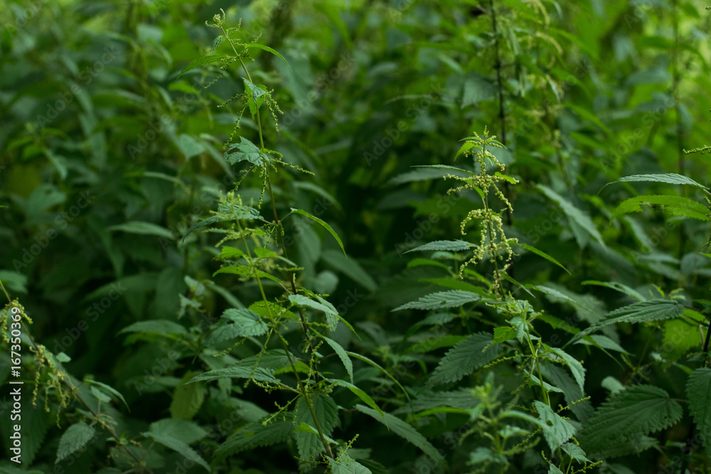 Naklejka premium Nettle