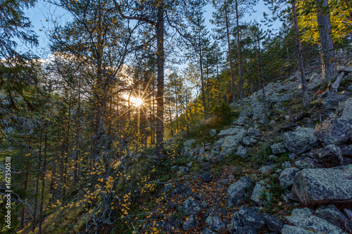 Beautiful autumn landscape in Lapland forest, Finland