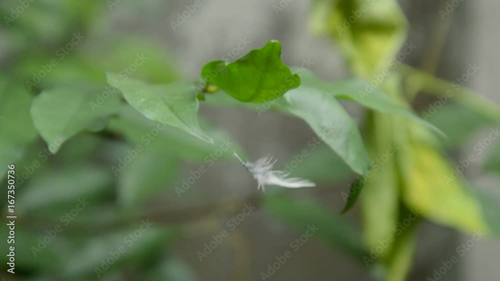 bird feather stuck on leaf and drifting follow wind blow