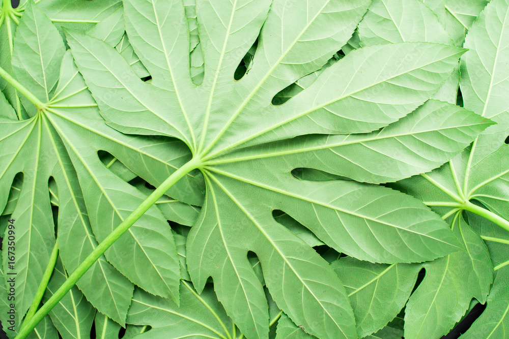 creative layout made of green tropical leaves, flat lay, frame. Nature concept creative layout made of green tropical leaves, flat lay, frame. Nature concept