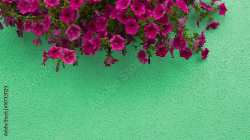 Close up view of red flowers on top of concrete background  top view  place for text  banner.