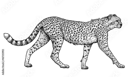 Cheetah illustration, drawing, engraving, ink, line art, vector
