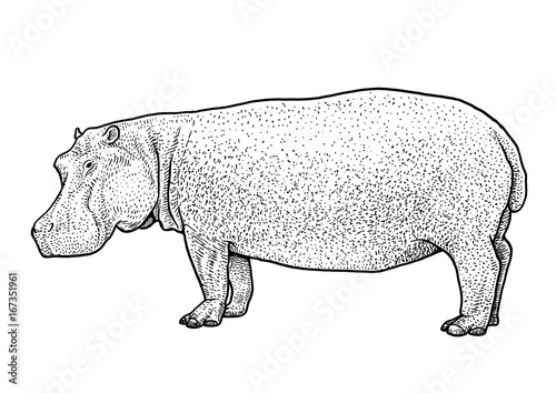Hippopotamus illustration, drawing, engraving, ink, line art, vector